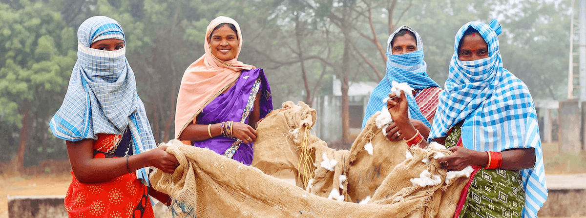 Indiase vrouwen verzamelen katoenbollen